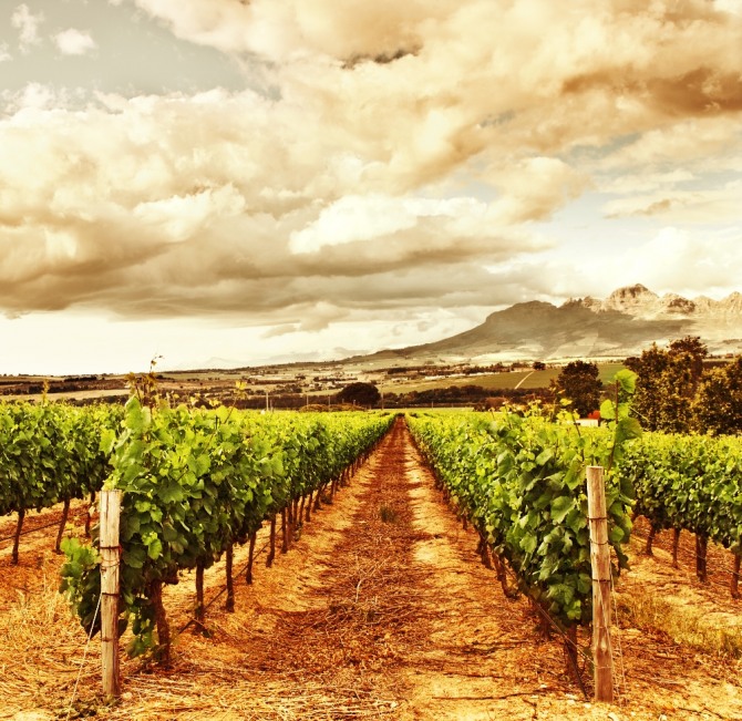 폭염 등 악천후의 영향으로, 세계 제2위의 와인 생산국인 프랑스의 와인 생산량이 급감할 것으로 전망된다. 자료=글로벌이코노믹
