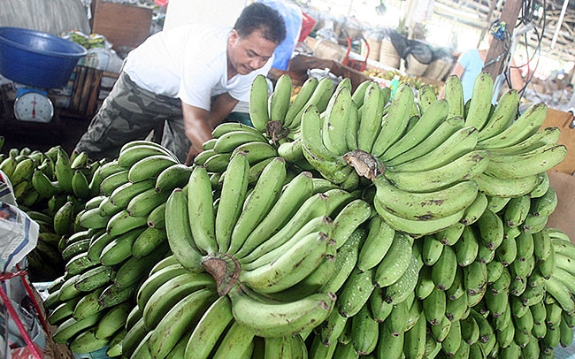 중국이 필리핀 바나나 수입을 늘리면서 필리핀에 영향력을 확대하는 '바나나 외교'를 펼치고 있다.사진은 필리핀 바나나.사진=마닐라타임스