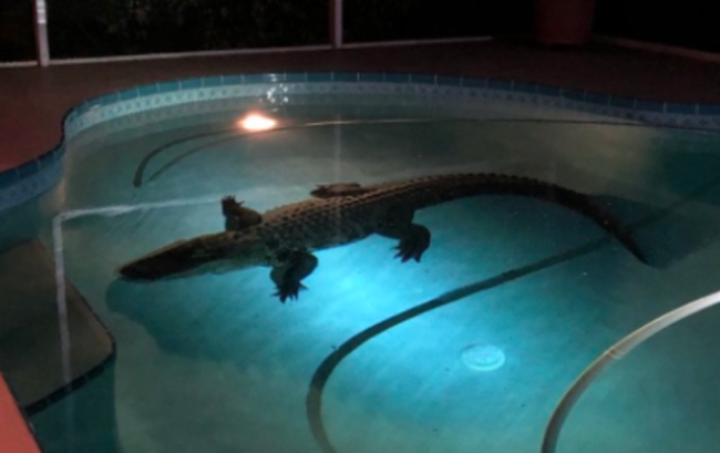 사진은 지난 3월31일 플로리다 주의 또 다른 가정집 수영장에 출몰한 3.6m의 악어.