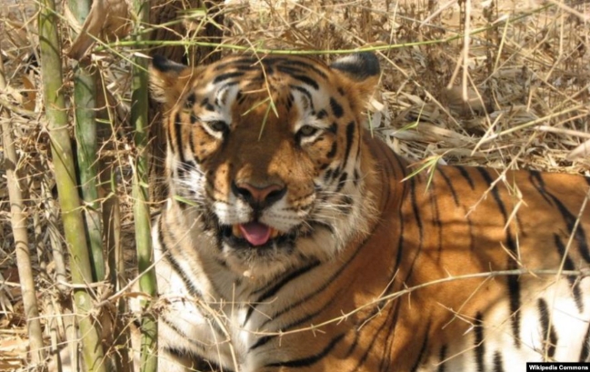 인도 호랑이가 오랜 보호활동의 결실로 최근 3,000 마리까지 개체 수가 급증한 것으로 나타났다.