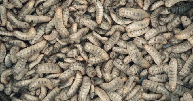 '동애등애'로 불리는 블랙솔저플라이 유충은 단백질 함유량이 많아 가축의 육류를 대신할 수 있는 대체 단백질식품으로 오랫동안 관심의 대상이 되어온 곤충이다.   