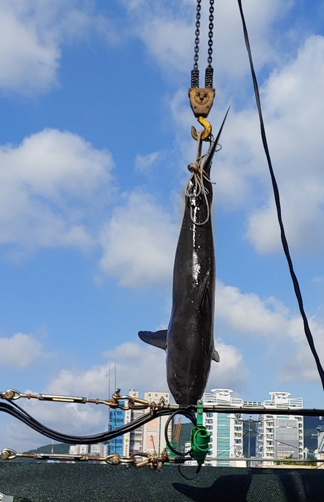 길이 1.92m, 둘레 1.1m 크기 '악상어'가 31일 부산 해운대구 남동쪽 25㎞ 해상에서 조업 중이던 연안자망어선 그물에 걸려 올라오고 있다.  사진=부산해경 