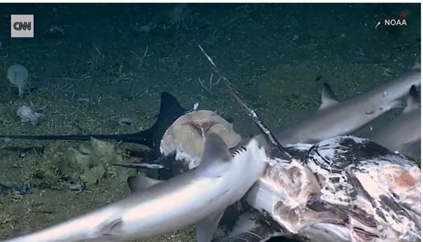 거대한 농어가 상어를 꿀꺽 삼키는 장면(오른쪽 아래). 다른 상어들은 거대한 113kg짜리 청새치를 뜯어먹고 있지만 이 한마리의 상어는 오히려 농어에게 한입에 꿀꺽 삼켜져 먹이가 됐다. (사진=NOAA,CNN)