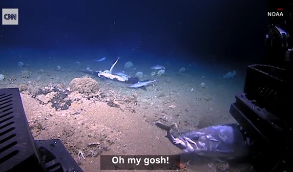 거대한 농어가 상어를 꿀꺽 삼키는 장면(오른쪽 아래). 다른 상어들은 거대한 113kg짜리 청새치를 뜯어먹고 있지만 이 한마리의 상어는 오히려 농어에게 한입에 꿀꺽 삼켜져 먹이가 됐다. (사진=NOAA,CNN)