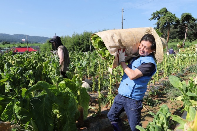 KT&G가 일손이 부족한 잎담배 농가들을 돕기 위해 최근 봉사활동을 벌였다. 사진=KT&G