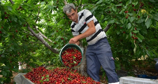 터키 농부가 수확한 체리를 쏟아붓고 있다. 사진=데일리사바흐