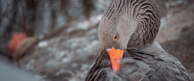 투자자들의 애가 타게할 회색백조(Grewy Swan).사진=비즈니스인사이더