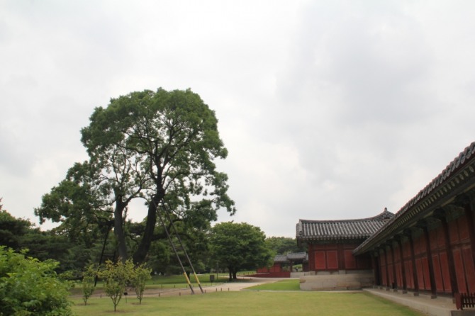 창경궁에 서 있는 회화나무.