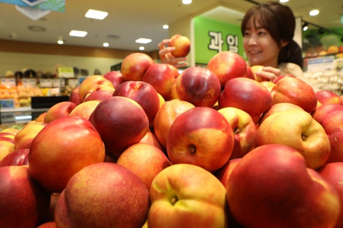 모델들이 ‘경산 천도복숭아’를 살펴보고 있다. 사진=롯데마트