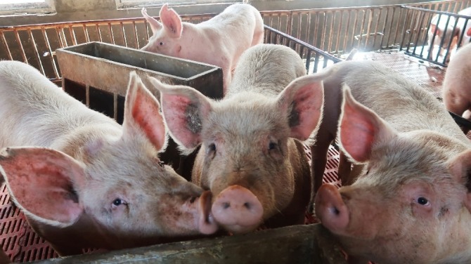 중국 정부가 ASF의 피해로부터 시장에 대한 공급성 증가를 목적으로, 돼지고기의 수입 확대와 비축 육류의 방출을 결심했다. 자료=글로벌이코노믹DB