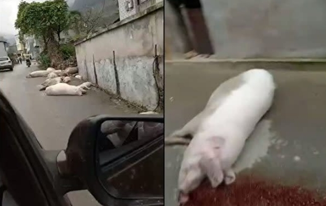 중국에서 아프리카 돼지콜레라가 만연하면서 지난 1년간 1억 마리를 살처분 한 것으로 알려졌다.