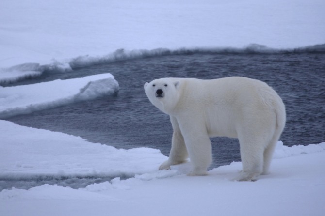 그동안 과학계에서는 지구온난화로 북극곰이 멸종될 위기에 처했다고 보고했으나 30년 동안 개체수가 안정적인 것으로 조사됐다. 사진=로이터/뉴스1