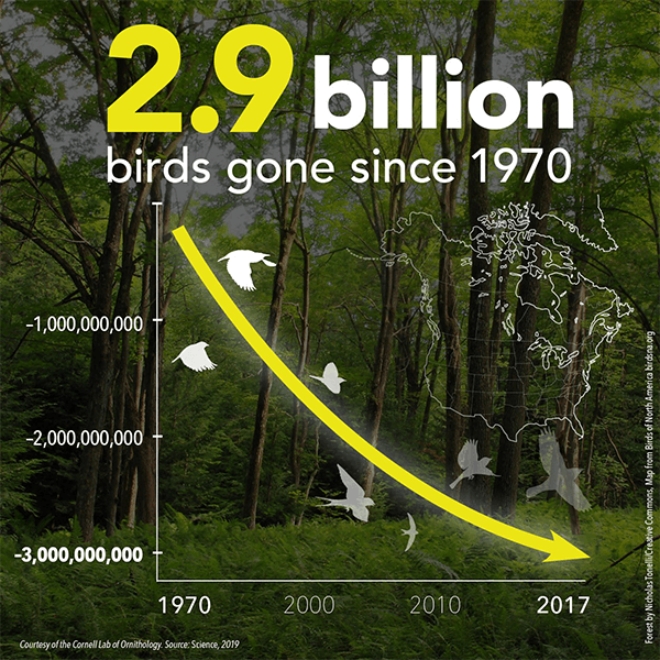 1970년 이후 29%의 개체수가 감소하고 약 29억 마리의 새들이 사라졌다. 자료=America Bird Conservancy