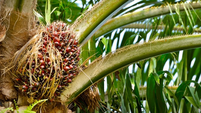 유니레버, 네슬레 등 세계적인 식품기업들이 인도네시아 열대 우림 지역 내 농장에서 재배되는 야자 열매로 만든 팜유를 공급받고 있는 것으로 알려져 소비자들로부터 비난을 받고 있다.