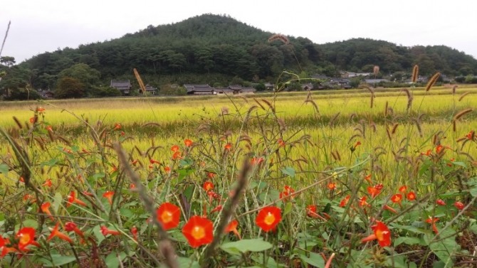 앙증맞고 깜찍한 어여쁜 유홍초.