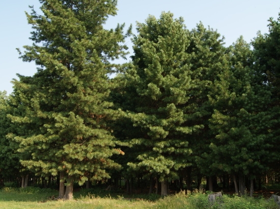 러시아 삼림지역내 침엽수들. 