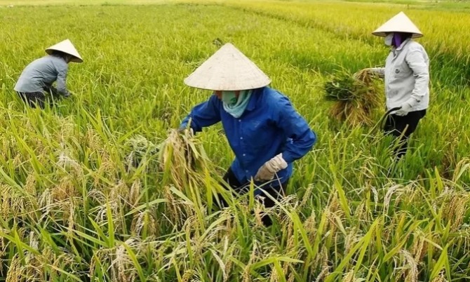 하반기부터 베트남의 주력산업인 농업과 수산업의 수출감소 영향으로 2020년 경제 성장률이 둔화될 전망이다.