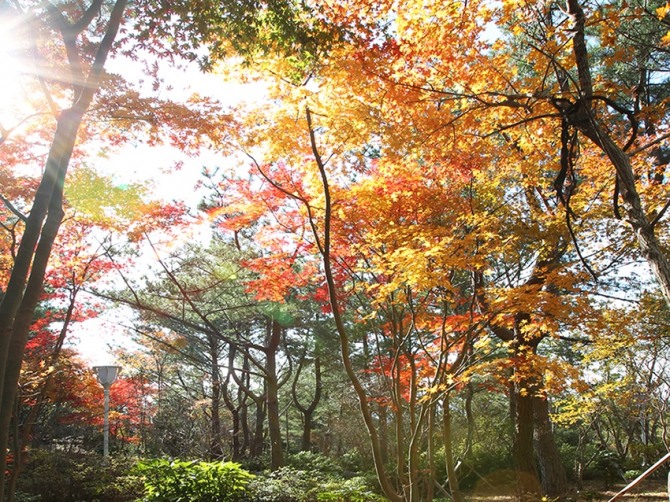 가을이 본격 시작되면서 숙박‧여행업계가 다양한 단풍 이벤트를 선보인다. 사진=위 호텔 제주