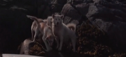 그린란드의 전통인 개썰매 사냥이 지구온난화로 사라질 위기에 처했다.
