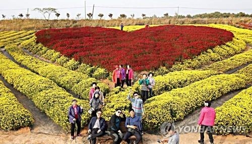 지난해 11월 열린 '제21회 서산국화축제' 장면 사진=연합뉴스