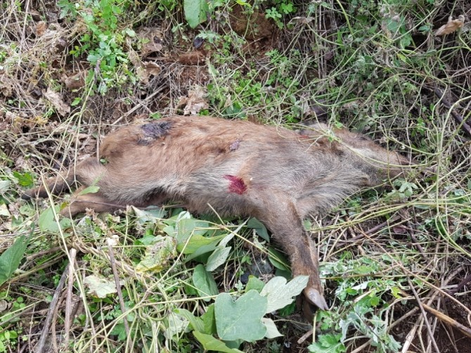 16일 오전 충남 천안시 광덕면에서 죽은채 발견된 야생멧돼지. 사진=뉴시스