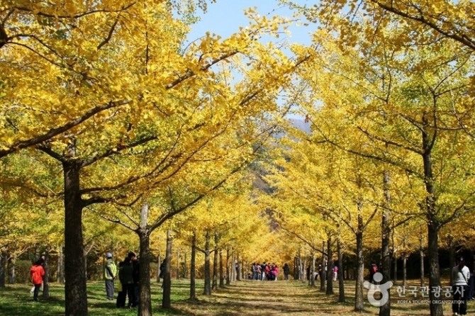 홍천 '은행나무숲'은 가을에 빠지지 않은 여행지다. 사진=한국관광공사