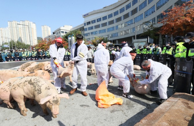 돼지열병으로 돼지를 살처분하고 있다. 사진=뉴시스