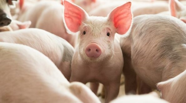 돼지열병으로 올해 전세계 돼지의 55%가 살처분됐다. 사진=뉴시스