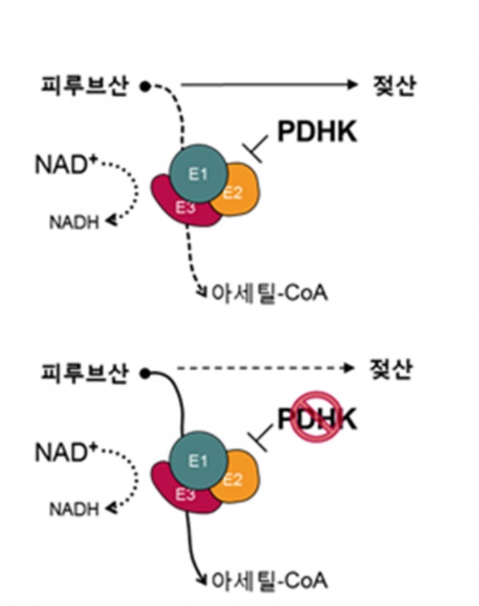암세포는 피루브산을 아세틸-CoA로 전환하는 PDC 복합체(E1,E2,E3)를 억제해 젖산 발효를 유도한다. 이 과정에 효소 PDHK가 관여한다(위 그림). 연구에서는 PDHK의 활성을 막는 물질을 개발했다. 사진=KIST 제공/연합뉴스