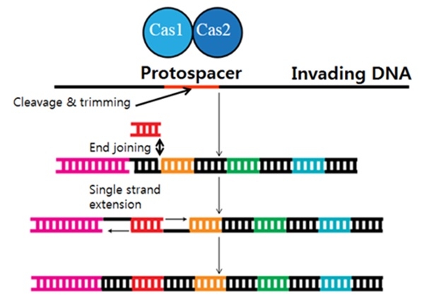 스페이서 획득 과정. Cas1과 Cas2 단백질이 협력해 침입하는 바이러스의 DNA를 인식하고 잘라 다듬으면, 그 다음 말단 부착(End joining)이 일어나고, 그 다음 양쪽의 단일 가닥을 오른쪽과 왼쪽으로 확장 시켜(Single strand extension), 맨 앞쪽의 최종 스페이서가 획득된다. 검정색은 반복적으로 나타나는 서열들이고, 스페이서들은 비-반복적으로 나타나는 특정 서열의 다양한 색깔들임. 사진=위키피디아 