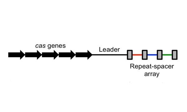 하나의 크리스퍼/카스 좌위(a CRISPR locus)의 간단한 그림. 3가지 구성요소로 이루어져 있는데, 왼쪽에는 Cas 단백질들을 엔코딩한 작은 클러스터(Small clusters)의 Cas 유전자들(Cas genes)이 있고, 그 다음 크리스퍼 어레이에는 하나의 선도서열(a leader sequence)과 하나의 반복-스페이서 어레이(a repeat-spacer array)가 있다. 이 세가지 구성요소들은 CRISPR 마다 항상 같지는 않지만 일반적으로 나타나는 요소들이다. 반복들(Repeats)은 세로 바의 회색 박스들(gray boxes)이고 비-반복적인 서열을 가진 스페이서들은 침입한 바이러스들의 DNA를 Cas1과 Cas2 단백질이 잘라 차곡차곡 쌓아둔 서로 다른 색깔의 직선 바들(colored bars)이다. 사진=위키피디아 