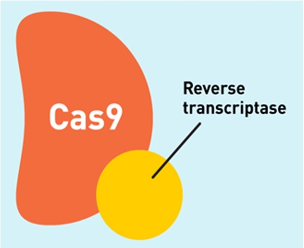 크리스-Cas9의 Cas9처럼 DNA의 이중가닥을 절단하는 것이 아니라 오직 한 가닥만을 절단한다(nick). 그 다음 역-전사 효소(reverse transcriptase enzyme)가 있는데, 하나의 RNA 주형을 복사하여 새로운 DNA를 생성한다.사진=사이언티스트 
