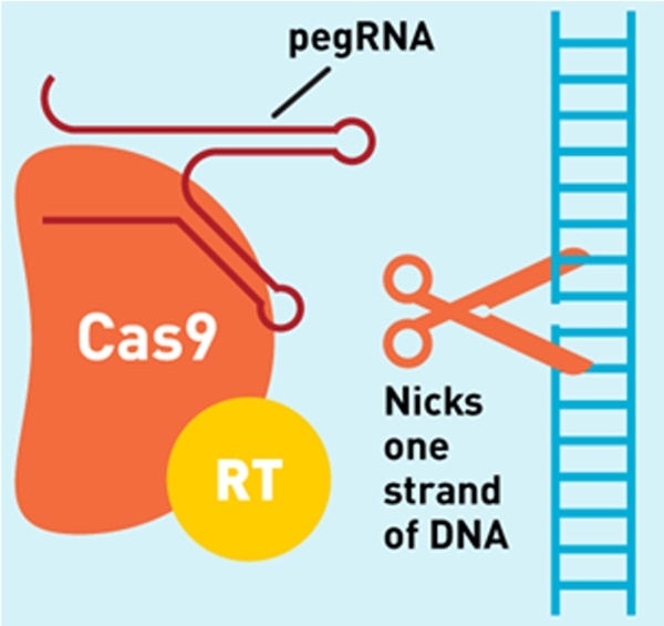 하나의 ‘프라임 에디팅 가이드 RNA는  pegRNA’가 에디터(editor) 혹은 교정된 염기서열(edited sequence)을 표적 사이트로 보내면, 거기에서 Cas9가 DNA의 한 가닥을 자른다., 사진=사이언티스트