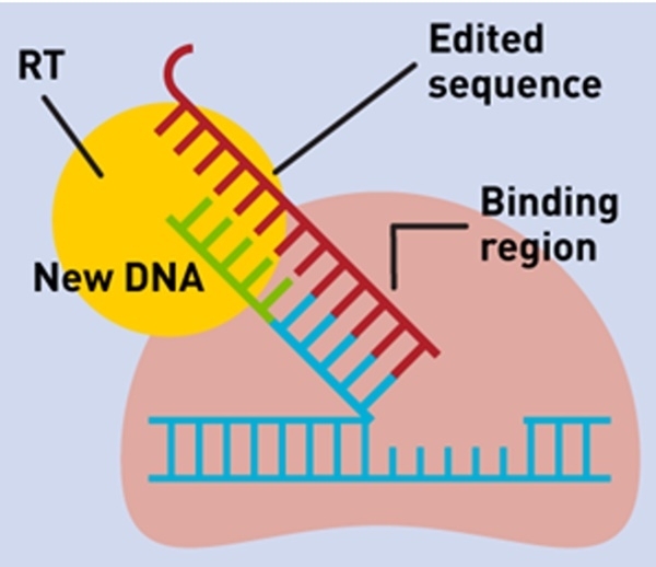 역-전사 효소가 교정된 염기서열의 RNA을 읽고 절단된 DNA의 말단에 상동 DNA 염기들(bases or letters)을 붙여 교정이 일어난다.사진=사이언티스트 