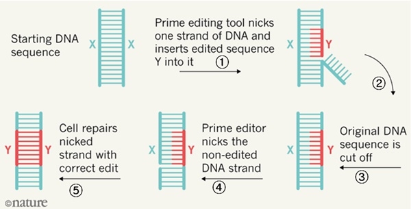 정밀 에디터(Precision Editor). ① = 프라임 교정 툴은 DNA의 한 가닥을 절단하고 교정 염기서열인 Y를 삽입한다. ② = 표적 사이트의 DNA 한 가닥을 자르면, ③ = 교정 대상의 염기서열이 잘려 나간다. ④ = 프라임 에디터는 상동 DNA 가닥을 자른다. ⑤ = 그러면 세포 복구과정인 HDR에 따라 주입한 Y로 가닥이 교정되어 결국 양쪽이 교정된다. 사진=하이디 레드포드,네이처 