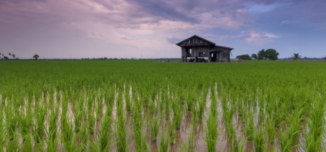 지구 온난화로 쌀 속의 비소함량이 늘어나고 수확량이 급감할 것이라는 미국 스탠퍼드대 연구진의 논문이 나왔다.사진은 벼가 자라고 있는 논 전경. 사진=서스테이너빌러티 타임스 