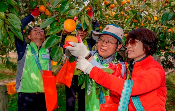 김광수 농협금융지주 회장(오른쪽에서 두번째)이 우수고객과 함께 농촌일손돕기에서 단감수확을 하고 있다. 사진=농협금융