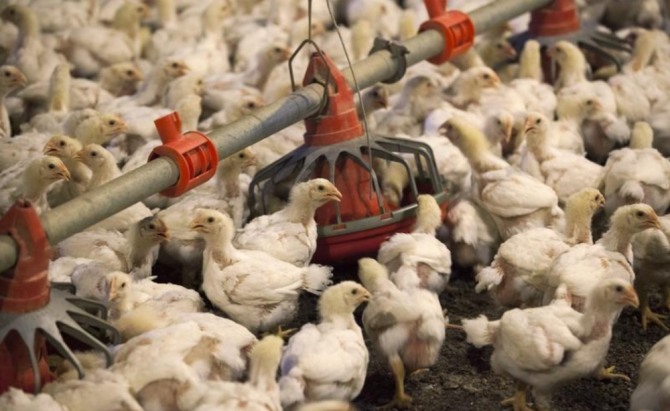 중국이 미국산 닭고기 수입 제한을 해제한다. 사진=로이터