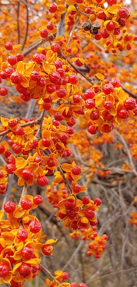 노박덩굴 열매