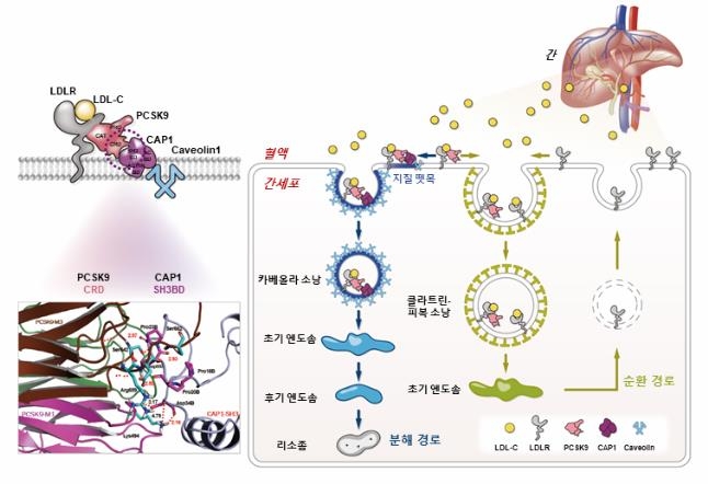 서울대병원 연구팀은 LDL-콜레스테롤을 낮출 수 있는 메커니즘을 규명했다고 19일 밝혔다. 그림은 단백질 CAP1이 PCSK9과 결합하여 LDL 수용체를 지질 뗏목으로 유도, 카베올린, 리소좀을 거쳐 분해시키는 과정. 사진=서울대병원 제공