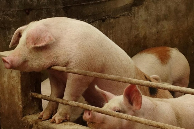 아프리카 돼지열병으로 중국의 돼지고기 수입량이 증가하고 있다. 사진=로이터