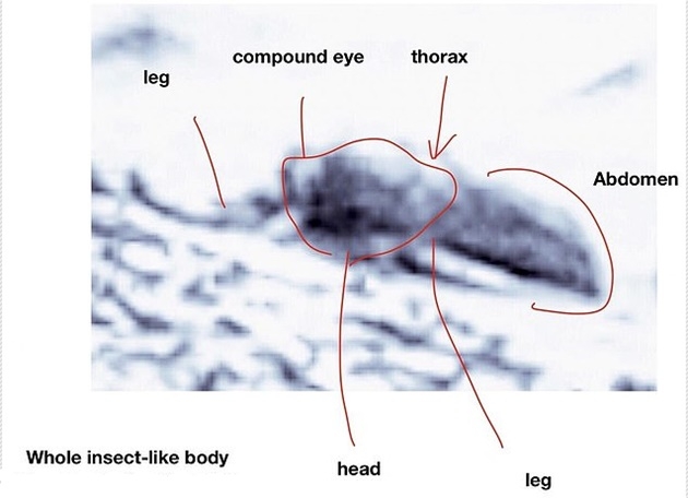 나사의 화성탐사 로봇 큐리오시티가 보내온 사진 속의 곤충으로 추정되는 생명체. 머리를 카메라를 향해 돌린 자세를 취하고 있는 모습으로 분석됐다. 사진을 분석한 미 오하이오대 로모저 박사는 45년간 곤충을 연구해 온 전문가다. 이 사진속 설명은 나사 큐리오시티 사진에 로저머 교수가 분석 내용을 덧붙인 것이다.사진=나사. 사진분석=로저머