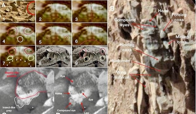 로모저는 공동연구결과, ‘지구의 뱀에 비교해 볼 때 상상속 파충류처럼 보이는 화석’을 지목, 이 화석은 뱀의 구슬같은 눈, 앞쪽에 두 개의 콧구멍, 심지어 입에 벌레까지 있는 것을 보여준다고 설명한다. 사진=나사, 사진분석=로모저 