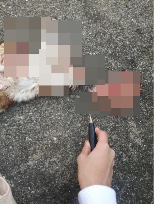 한 인터넷 커뮤니티에 올라온 고양이 살해 인증사진. 사진=연합뉴스
