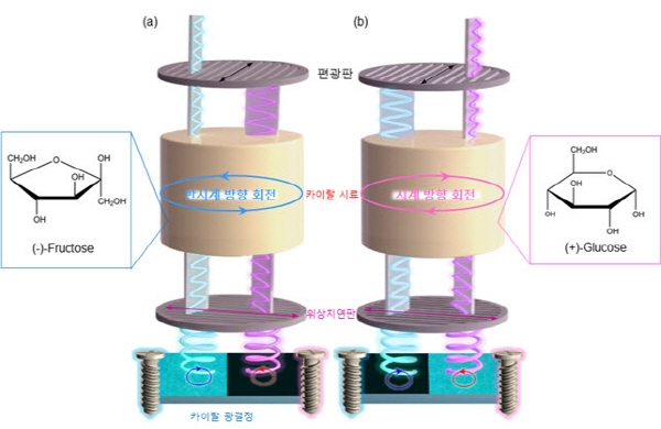 배향된 액정필름을 이용하여 카이랄 시료를 검출하는 모식도. (a) (-) 카이랄성을 갖는 과당을 이용해 광결정 필름을 관찰하면 왼손 꼬임 영역이 밝게 보인다. (b) (+) 카이랄성을 가지는 포도당을 이용해 필름을 관찰하면 오른손 꼬임 영역이 밝게 보인다. 어떠한 영역이 밝기 보이는지를 확인함으로써 시료의 카이랄성을 검출한다. 사진=KAIST