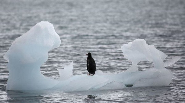 남극 양키 하버의 빙하에 떨어져나온 얼음덩어리에 서 있는 펭귄. 사진=로이터