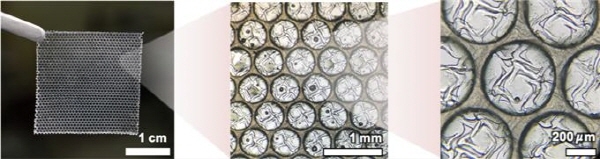 국내 연구진이 사람 피부의 땀샘을 흉내내 주변 환경에 따라 수축과 팽창이 자유로운 박막을 개발했다. 제작된 인공땀샘 박막. 사진=ETRI