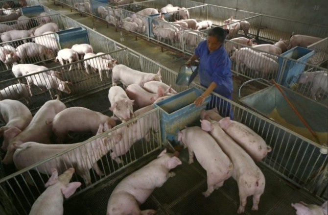 중국 쓰촨성 쑤이닝시 외곽의 돼지농장에서 직원이 먹이를 주고 있다. 사진=로이터