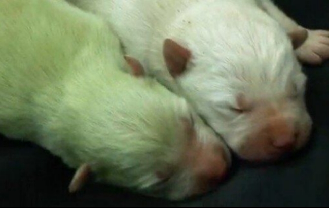 미국서 흰색 셰퍼드가 초록색 강아지를 출산해 화제가 되고 있다. 사진은 지난 2014년 SBS ‘TV 동물농장’에서 소개된 백구 가문에 태어난 녹색 강아지 녹돌이.