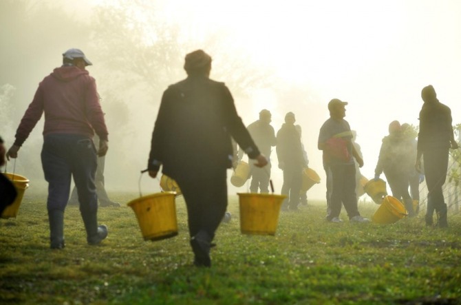 영국 런던 동남부 에일즈포드에 있는 포도농장에서 이주노동자들이 동트기 전 포도채취 작업 준비를 하고 있다. 사진=로이터